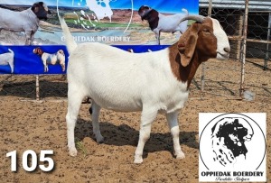 LOT 105 1X BOER GOAT FLOCK DOE FREDDIE STOLPER BOERBOKSTOET