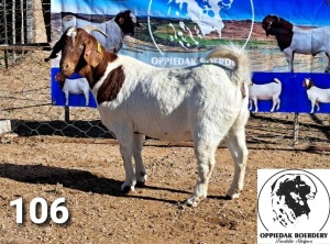 LOT 106 1X BOER GOAT FLOCK DOE FREDDIE STOLPER BOERBOKSTOET