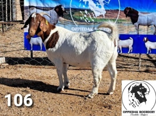 LOT 106 1X BOER GOAT FLOCK DOE FREDDIE STOLPER BOERBOKSTOET