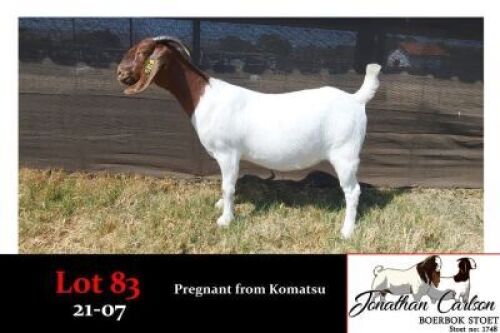 LOT 83 1X BOER GOAT STUD DOE J CARLSON