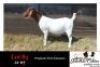 LOT 83 1X BOER GOAT STUD DOE J CARLSON