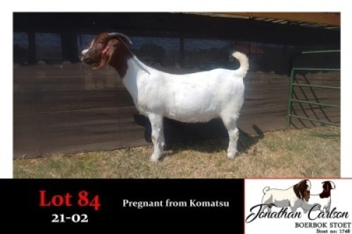 LOT 84 1X BOER GOAT FLOCK DOE J CARLSON