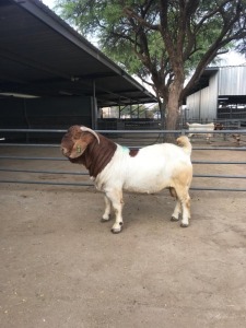 WITHDRAW - LOT 14 1X BOER GOAT BUCK M FOURIE