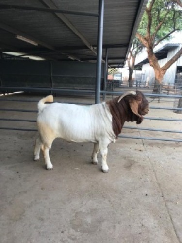 LOT 15 1X BOER GOAT FLOCK BUCK M FOURIE