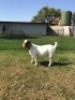LOT 70 1X BOER GOAT FLOCK DOE M FOURIE