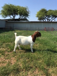 LOT 71 1X BOER GOAT FLOCK DOE M FOURIE