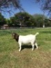 WITHDRAW - LOT 72 1X BOER GOAT DOE M FOURIE