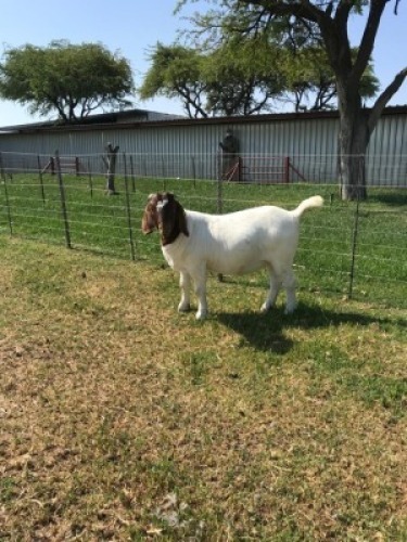 LOT 73 1X BOER GOAT FLOCK DOE M FOURIE
