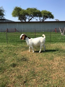 LOT 74 1X BOER GOAT FLOCK DOE M FOURIE