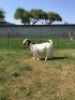 LOT 74 1X BOER GOAT FLOCK DOE M FOURIE