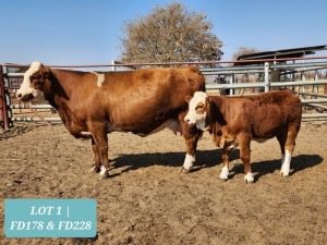 1 x SIMMENTAL Cow & Calf Tholo Holdings