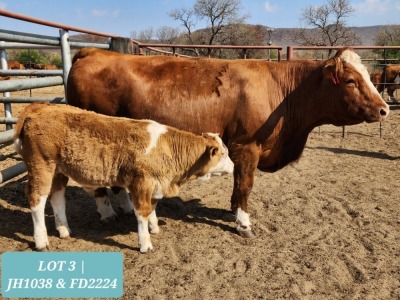 1+1 x SIMMENTAL Cow & Calf Tholo Holdings