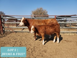 1+1 x SIMMENTAL Cow & Calf Tholo Holdings