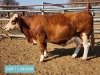 1+1 x SIMMENTAL Cow & Calf Tholo Holdings