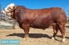 1 x SIMMENTAL Bull Tholo Holdings