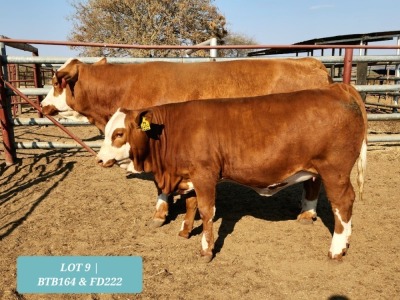 1 x SIMMENTAL Cow & Calf Tholo Holdings