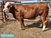 1 x SIMMENTAL Cow Tholo Holdings