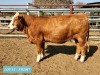 1 x SIMMENTAL Heifer Tholo Holdings