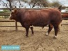 1 x SIMMENTAL Bull Tholo Holdings