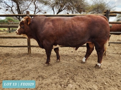 1 x SIMMENTAL Bull Tholo Holdings