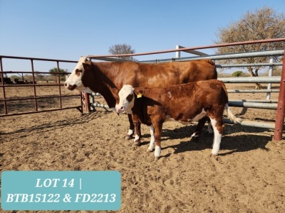 1+1 x SIMMENTAL Cow & Calf Tholo Holdings