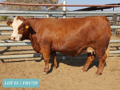 1 x SIMMENTAL Heifer Tholo Holdings