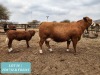 1+1 x SIMMENTAL Cow & Calf Tholo Holdings