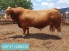 1 x SIMMENTAL Bull Tholo Holdings