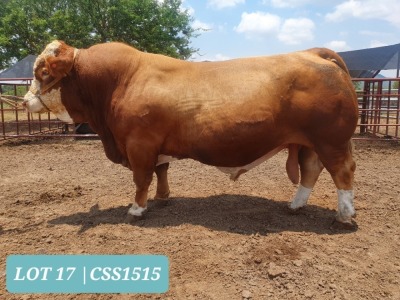 1 x SIMMENTAL Bull Tholo Holdings