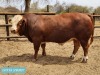 1 x SIMMENTAL Bull Tholo Holdings