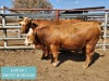 1+1 x SIMMENTAL Cow & Calf Tholo Holdings