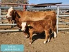 1 x SIMMENTAL Cow & Calf Tholo Holdings