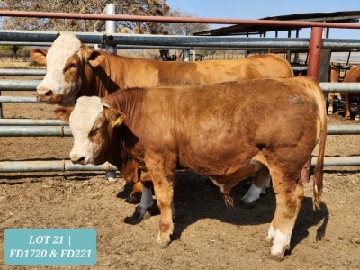 1+1 x SIMMENTAL Cow & Calf Tholo Holdings