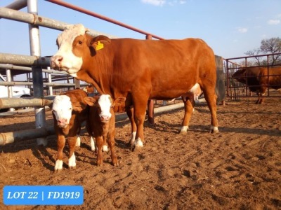 1+1 x SIMMENTAL Cow & Calf Tholo Holdings