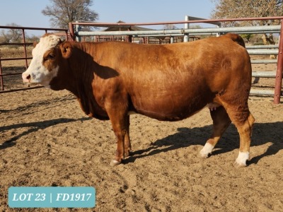 1 x SIMMENTAL Heifer Tholo Holdings