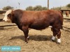 1 x SIMMENTAL Bull Tholo Holdings