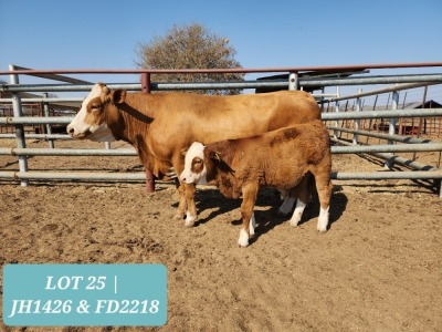 1+1 x SIMMENTAL Cow & Calf Tholo Holdings