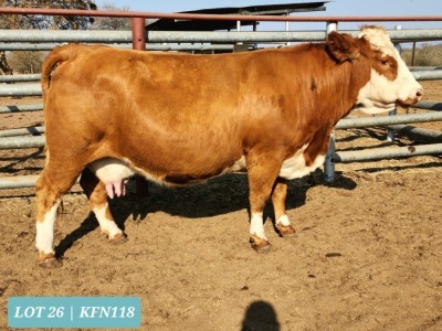 1 x SIMMENTAL Cow Tholo Holdings