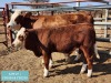 1+1 x SIMMENTAL Cow & Calf Tholo Holdings