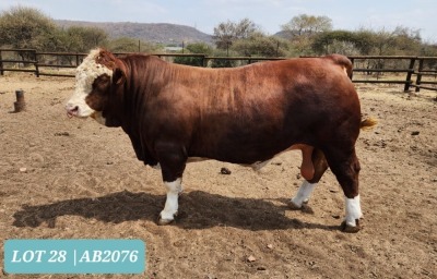 1 x SIMMENTAL Bull Tholo Holdings