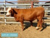 1 x SIMMENTAL Heifer Tholo Holdings