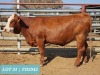 1 x SIMMENTAL Heifer Tholo Holdings