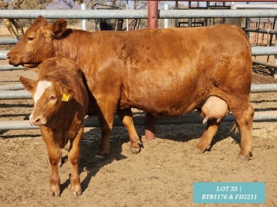 1+1 x SIMMENTAL Cow & Calf Tholo Holdings