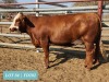 1 x SIMMENTAL Heifer Tholo Holdings