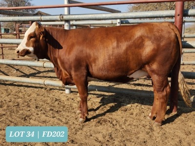 1 x SIMMENTAL Heifer Tholo Holdings