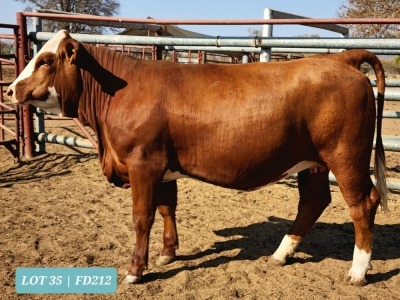 1 x SIMMENTAL Heifer Tholo Holdings