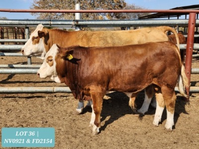 1 x SIMMENTAL Cow & Calf Tholo Holdings