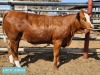 1 x SIMMENTAL Heifer Tholo Holdings