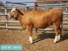 1 x SIMMENTAL Heifer Tholo Holdings