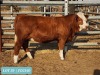 1 x SIMMENTAL Heifer Tholo Holdings